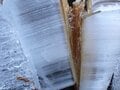 冬に開く“氷の花”！ 「霜柱」ではない「シモバシラ」を探しに初冬の高尾山へ【最後の最後に出会えた氷の芸術品“氷華”】東京都・2023年の画像011