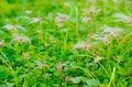 【登山】花の百名山は天空の楽園だった！「平標山の高山植物に魅了される夏」 新潟県・2023年の画像003