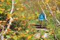 【つがいけマウンテンリゾート】絶景紅葉ハイキングを堪能！  秋風ゆらめく高層湿原で木道歩き「栂池自然園」の画像005