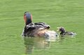 「赤ちゃんをおんぶする水鳥」 激萌え赤ちゃんに胸キュン！  都市公園の池でイクメンも大奮闘  2024年【東京都】の画像006