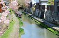 「水の上から」優雅にお花見！  川下りシーズンイン前の練習にも最適な桜の名所＜近江八幡水郷めぐり 前編＞【ユーコンカワイの股旅リバログ vol.29】の画像003