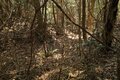 出丸の大切岸と圧巻の畝状竪堀群！  約4時間にわたる実地踏査でみた防衛遺構とは　石見国・松山城〈後編〉（島根県江津市）【戦国の山城を攻める vol.04】の画像014
