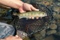 【フライフィッシング】人気の釣り場  スレたヤマメに翻弄される釣り日和  群馬県上野村 2025年の画像003