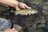 【フライフィッシング】人気の釣り場  スレたヤマメに翻弄される釣り日和  群馬県上野村 2025年の画像003