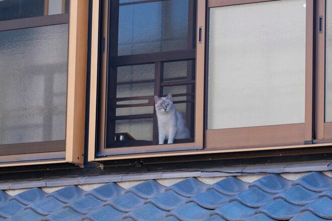 アート、ときどき島猫。直島・犬島・小豆島【「瀬戸内トリエンニャーレな旅（後編）」琉球島猫百景 vol.22〈特別編〉】の画像007