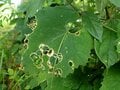 水玉模様の葉を作った犯人の正体とは？  昆虫と植物の攻防戦【あなたのすぐそばにいる「季節の虫」の探し方 vol.22】の画像004