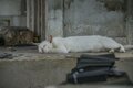 「ミャークヌカギマユ（宮古の美しい猫）」穏やかな子育ての風景に心が和む【琉球島猫百景 vol.08　宮古島〈1〉】の画像003