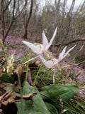 スプリング・エフェメラル 〜春のはかない妖精を求めて〜 角田山＜新潟県＞の画像004