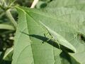 【自然観察】 葉っぱに映るシルエット 「この生き物の正体は？」 昆虫少年・少女時代を思い出して想像してみよう！  2024年の画像007