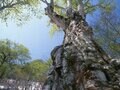 樹齢400年以上！ 伝説のブナ「森太郎」20年の記憶！ 高さ25m幹周5ｍ「森の巨人たち百選」にも選出「長野県鍋倉山・巨木の谷」フォト＆レポートの画像001