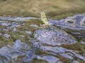 【渓流釣り】黄色い妖精が飛び交う新緑の川辺でフライフィッシング！ 釣れるのはヤマメかイワナか？  トラウトパーク軽井沢・2022年の画像004