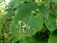 水玉模様の葉を作った犯人の正体とは？  昆虫と植物の攻防戦【あなたのすぐそばにいる「季節の虫」の探し方 vol.22】