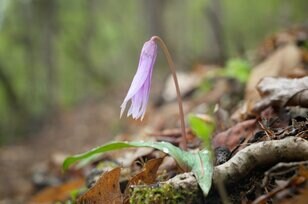 片栗粉の原材料？「咲くまでに7年かかる」可憐なカタクリの花って見たことありますか