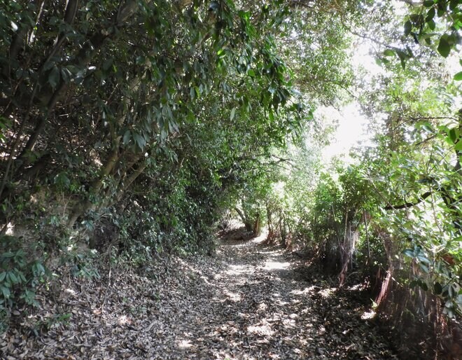 【和歌山県】太平洋を望む絶景のロケーションと黒湯の露天風呂で癒やされ、和歌山の山海の幸が並ぶ豪華ビュッフェに大満足。映え＆神秘のパワースポット満載な和歌山の旅【グランドメルキュール和歌山みなべリゾート＆スパ 体験レポート】の画像022