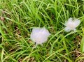 楽しいのは景色だけじゃない！  雪解けと共に始まる、高山植物の「開花ラッシュ」 登山に行くなら見なきゃ損する「高山植物」5選の画像007