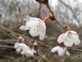 多摩にだけ自生する絶滅危惧種・幻の野生桜「タマノホシザクラ」が満開！ 都立公園にひっそりと咲く清楚な早咲き桜を見に行く【2023年・東京都】の画像007