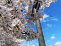 「4月に見るべきワケがある」日本一の大鳥居「熊野神宮大社」天空とのコラボ絶景！ もっとも賑わう「春の例大祭」と外せない「八咫烏ポスト」レポートの画像004