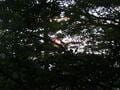 一度は行きたい！ 世界遺産「屋久島」 じっくり満喫できる、ガイド付きツアーで参加してみた！  縄文杉・白谷雲水峡・島内テント泊の神秘「現地レポ」の画像011