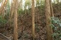 石の城と思いきや土の城だった！「安芸国・頭崎城〈後編〉」　最後に待ちうけていた驚異の “巨壁” に本気を見る（広島県東広島市）【戦国の山城を攻める vol.08】の画像012
