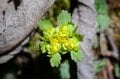 【まだ間に合う山のお花見】車でアクセスできる遅い春「山梨・奥秩父エリア」の開花状況（2026年4月）の画像002