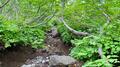日本百名山「岩手山」 鮮やか高山植物＆山頂・お鉢めぐりの絶景！  8合目避難小屋「薪の荷上げ」サプライズとは？ 「登山レポ」の画像024