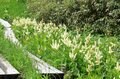 【花便り】高層湿原でお花見トレッキング！  木道ギリギリまで咲き誇るニッコウキスゲやコバイケイソウの中を歩こう！【長野県栂池自然園】の画像001