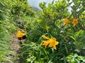 これだけは覚えたい「高山植物」11選！ 「よく見かける＆特徴的な色・形」記憶に残りやすい花！【知ると登山がより楽しくなる】の画像012