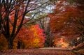 【3年連続全国No.1の紅葉スポット】「落ち葉の絨毯を狙うなら今でしょ！」鮮やかに染まるもみじ湖と“もみじのトンネル”《長野県・箕輪町》2022年の画像004