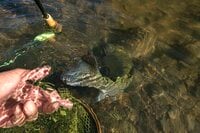 【渓流釣り】冬季キャッチ＆リリース！ 風光明媚な富士の裾野『黄瀬川』で、日がな一日ロッドを振り続けてフライフィッシング　静岡県裾野市｜2025年