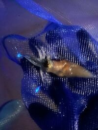 闇夜に光る春の味…「身投げ」ホタルイカすくいに挑戦！  ＜富山県＞