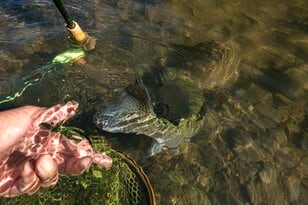 【渓流釣り】冬季キャッチ＆リリース！ 風光明媚な富士の裾野『黄瀬川』で、日がな一日ロッドを振り続けてフライフィッシング　静岡県裾野市｜2025年