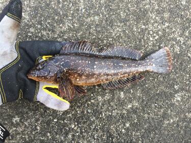 3ページ目 カサゴとアイナメ に激似の魚とは 判別困難な 冬釣り の風物詩 根魚 の奥深い世界とは アクティビティ ニュース Bravo Mountain