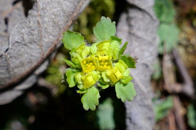 【まだ間に合う山のお花見】車でアクセスできる遅い春「山梨・奥秩父エリア」の開花状況（2026年4月）の画像002