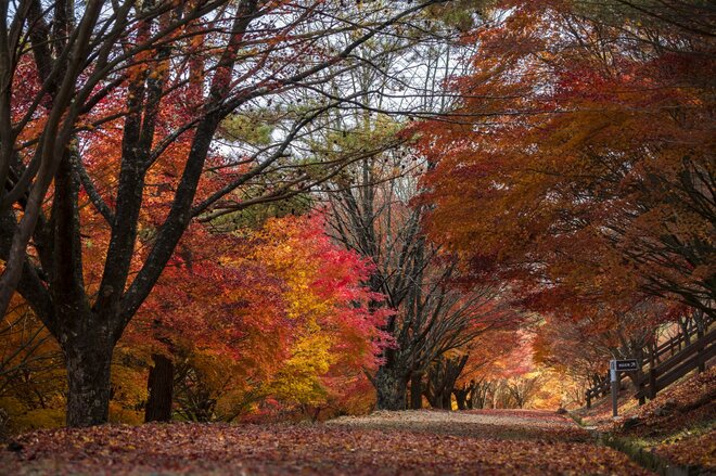 【3年連続全国No.1の紅葉スポット】「落ち葉の絨毯を狙うなら今でしょ！」鮮やかに染まるもみじ湖と“もみじのトンネル”《長野県・箕輪町》2022年の画像004