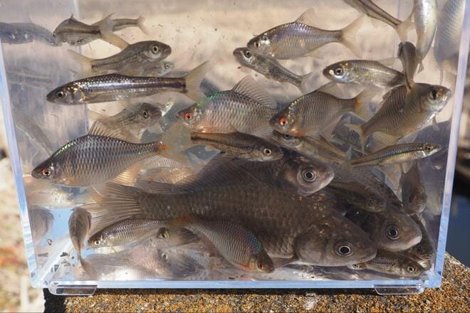 「春間近のタナゴ釣り」水中カメラが捉えた意外な結果！ 穏やかな水路＆川底を急変させた“春のきざし”とは？【茨城・牛久水郷】の画像014