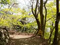 『ゆるキャン△』のメンバーも訪れた「身延山」！ 圧巻の「千本杉」参拝ハイキング＆山頂では名物団子に舌鼓！ パワースポット日帰り登山レポの画像004