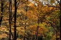 「八ヶ岳×紅葉×秘湯×高原グルメ」の贅沢プラン！  11月の ”おすすめドライブコース国道141号線” が紅葉の最盛期の画像011