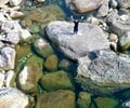 一度は行きたい！ 世界遺産「屋久島」 じっくり満喫できる、ガイド付きツアーで参加してみた！  縄文杉・白谷雲水峡・島内テント泊の神秘「現地レポ」の画像012