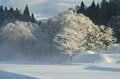雪の花咲く絶景！  霧氷と川霧のつくり出す「儚くも美しい」幻想の世界にうっとり！【2022年2月・長野県白馬村】の画像006