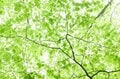 山中の植物に「春から初夏への移り変わり」を感じるお手軽ハイキングルート＜奥多摩・御前山＞の画像003