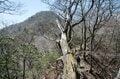 【首都圏近郊】まだ間に合うお花見登山「西丹沢・畦ヶ丸山」は桜だけじゃない欲張りプランを楽しめるんです！の画像016