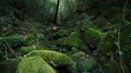 ジブリアニメ『もののけ姫』の舞台!?  世界遺産・屋久島「白谷雲水峡」深すぎる緑の絶景の画像002