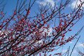 【梅の見ごろ】3月下旬まで「秋間梅林祭」が開催中！ 紅白梅に春を感じながら、お茶うけ食べ歩き散策レポート【2023年・群馬県安中市】の画像001