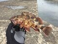 「カサゴとアイナメ」に激似の魚とは？  判別困難な「冬釣り」の風物詩「根魚」の奥深い世界とは？の画像001