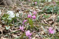 スプリング・エフェメラル 〜春のはかない妖精を求めて〜 角田山＜新潟県＞