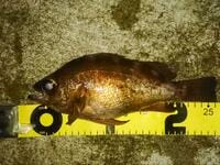 穴シーズンで良型も狙える！  1月から3月の「冬メバリング」 基本セッティング＆おすすめポイント＆釣り方のコツ　