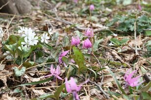 スプリング・エフェメラル 〜春のはかない妖精を求めて〜 角田山＜新潟県＞