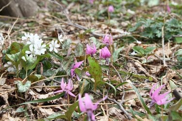 スプリング・エフェメラル 〜春のはかない妖精を求めて〜 角田山＜新潟