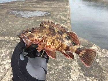 カサゴとアイナメ に激似の魚とは 判別困難な 冬釣り の風物詩 根魚 の奥深い世界とは アクティビティ ニュース Bravo Mountain