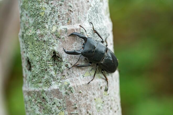 【鹿児島県】憧れのフラットシャロー！  フライフィッシングと昆虫観察、トレッキングを満喫した「奄美大島」トリップ   2025年の画像005